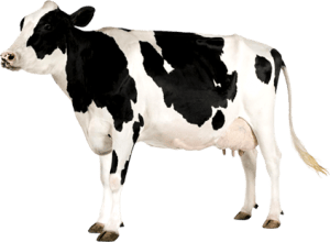 Cow Cow